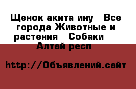 Щенок акита ину - Все города Животные и растения » Собаки   . Алтай респ.